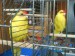 Kopie - DSC02561.JPG